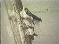 第364回 直井.jpg