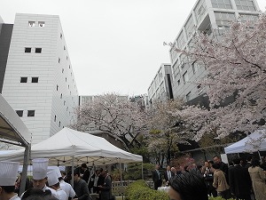 第365回伊藤努_播磨坂さくら並木の桜.jpg